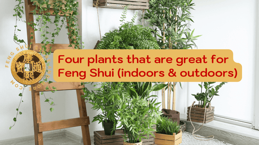 feng shui and more Which plant is right for feng shui