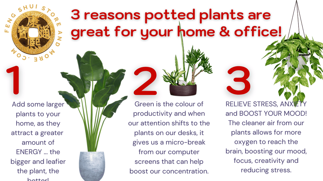 Three ways indoor potted plants can change the energy in your home and office for the better!